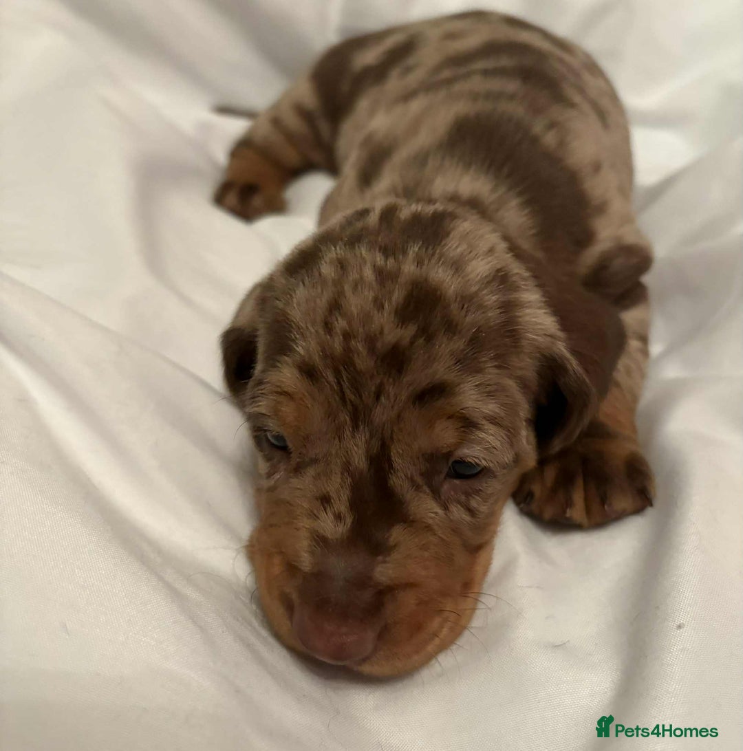 Dachshund dogs for sale: Standard Dachshund Puppies  - Image 23