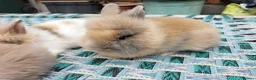 Lionhead rabbits for sale: Beautiful Mixed-Coloured Rabbits Ready Now! in Smethwick - Advert 4
