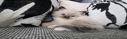 Ragdoll cats for sale: GCCF REGISTERED RAGDOLL KITTENS  - Advert 12