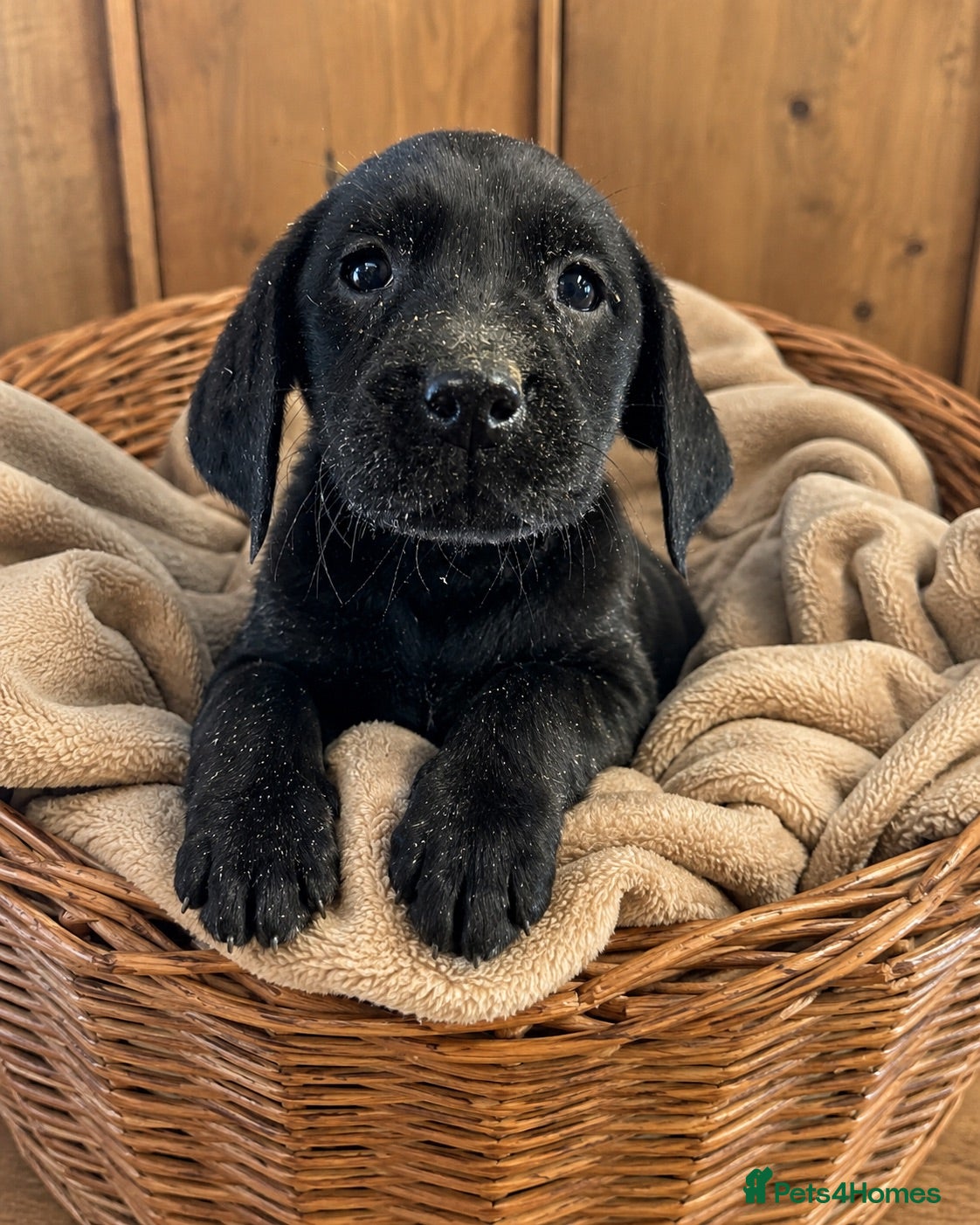 Labrador Retriever dogs Champion Labrador retriever puppies  - Advert 4