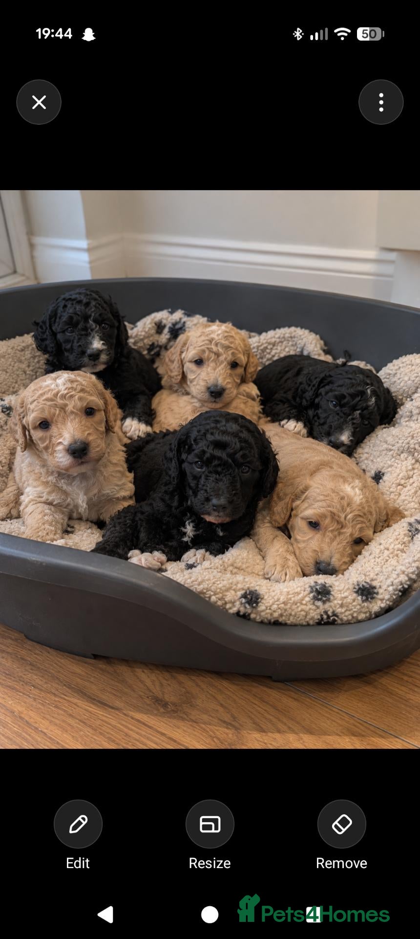 Mixed Breed dogs Sheepadoddle Puppies - Advert 1
