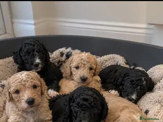 Mixed Breed dogs Sheepadoddle Puppies - Advert 1