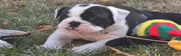 English Bulldog dogs for sale: HEALTH TESTED NEBBR REG OLDE ENGLISH BULLDOG PUPS - Advert 27