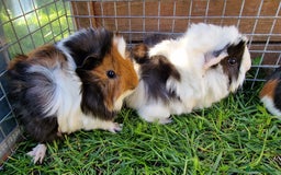 Guinea Pig rodents for sale: Male Guinea pigs, Ip3 - Image 2
