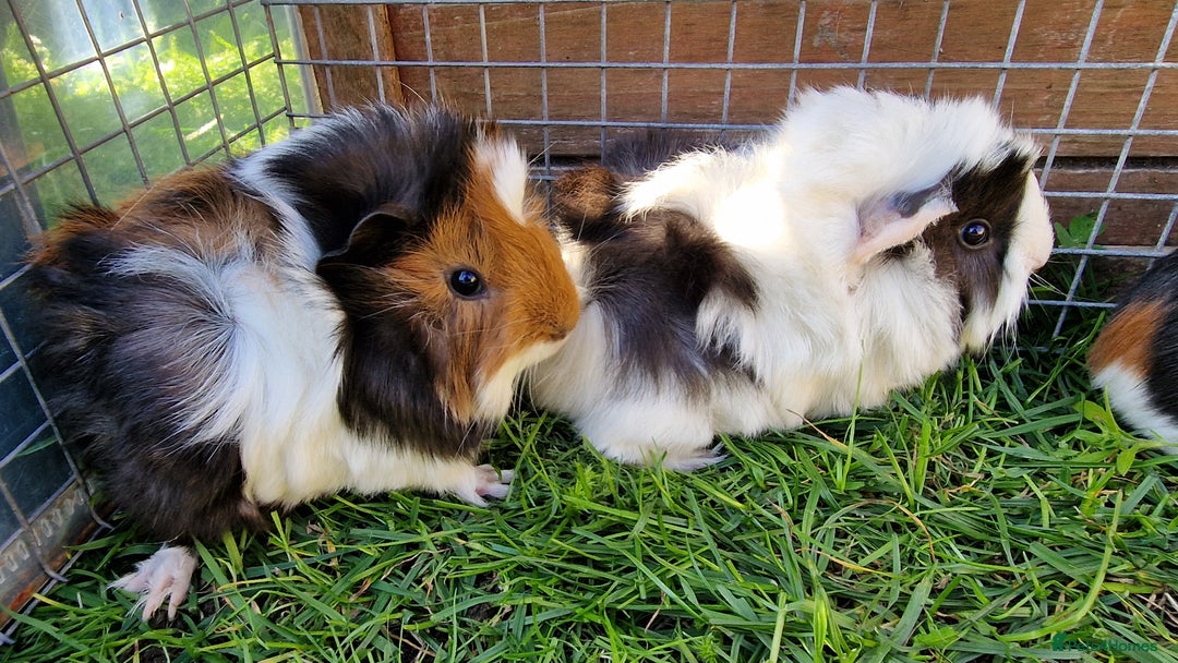 Guinea Pig rodents for sale: Male Guinea pigs, Ip3 - Image 2