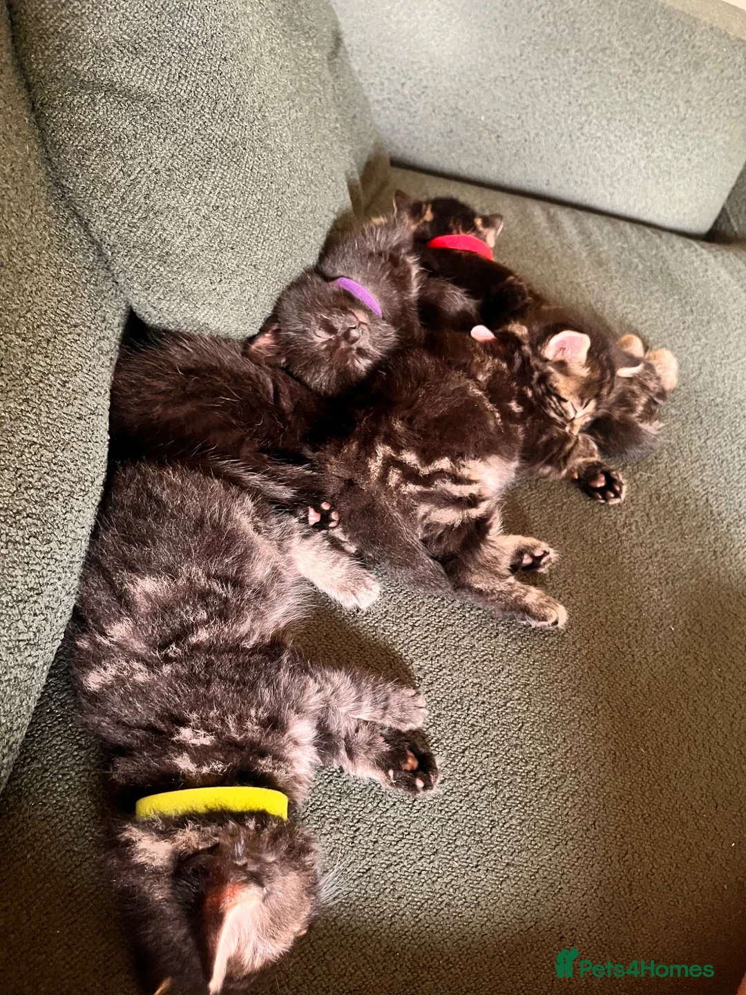 Mixed Breed cats for sale: Kittens in Norwich - Advert 2