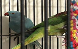Ringnecks birds for sale: Stunning Baby Indian Ringnecks  - Image 3