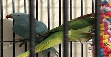 Ringnecks birds - Advert 3
