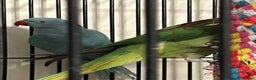 Ringnecks birds for sale: Stunning Baby Indian Ringnecks  - Advert 9
