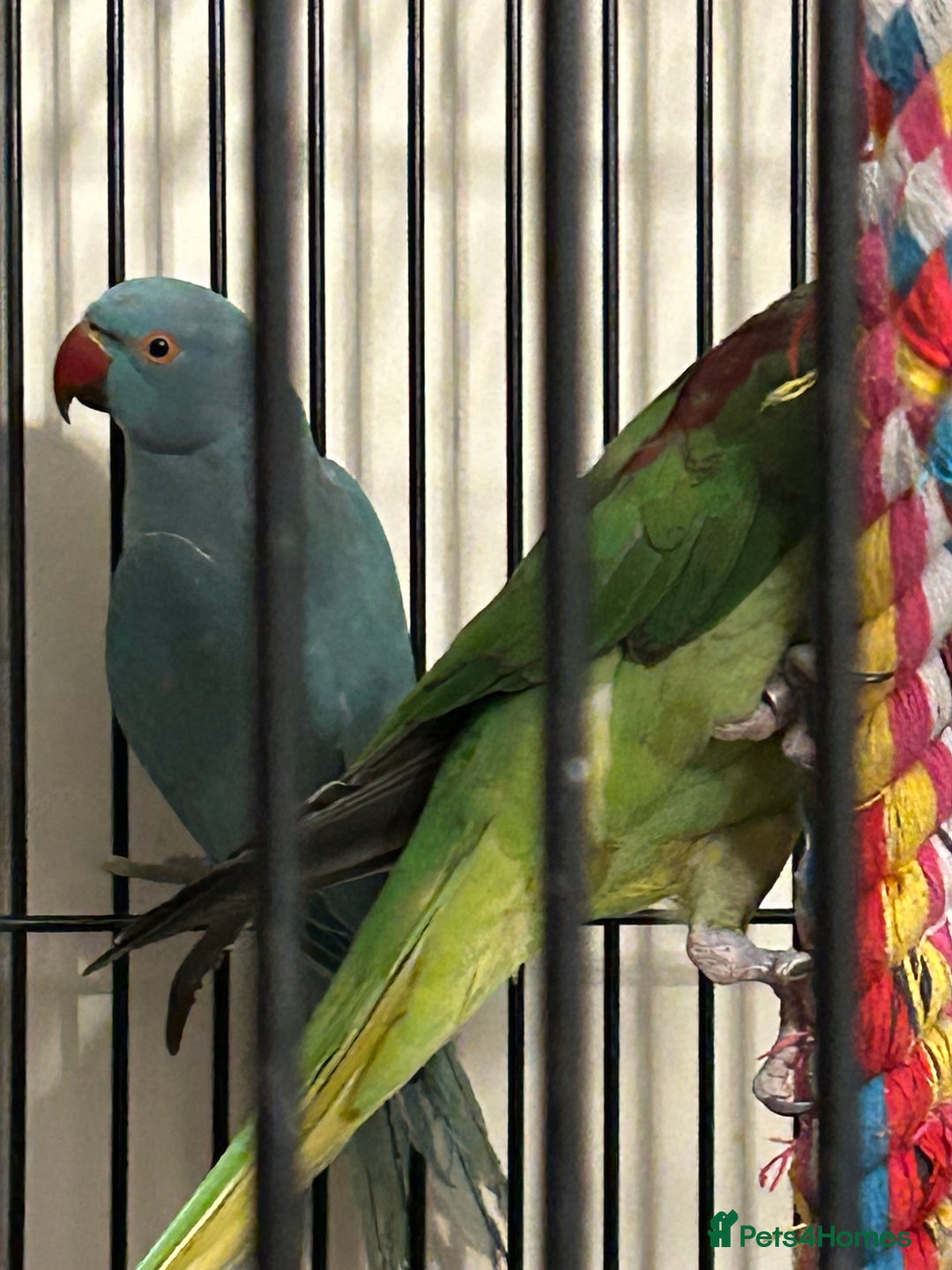 Ringnecks birds for sale: Stunning Baby Indian Ringnecks  - Image 3