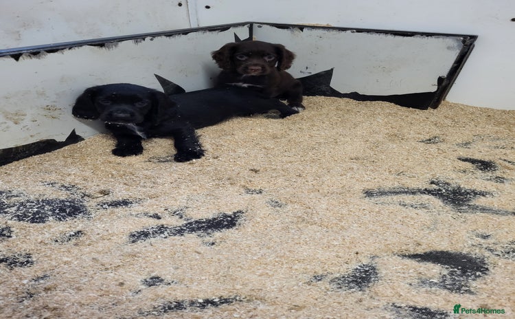 Cocker Spaniel dogs - Advert 3