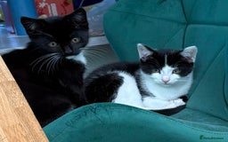 British Longhair cats for sale: Two kittens for sale - Advert 1