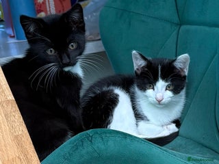 British Longhair cats Two kittens for sale - Advert 1