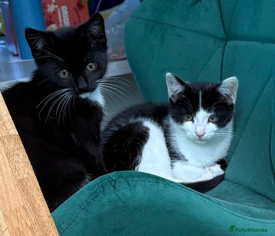 British Longhair cats Two kittens for sale - Advert 2