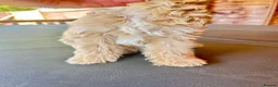 Maltipoo dogs for sale: MALTIPOOS!!! - Advert 29