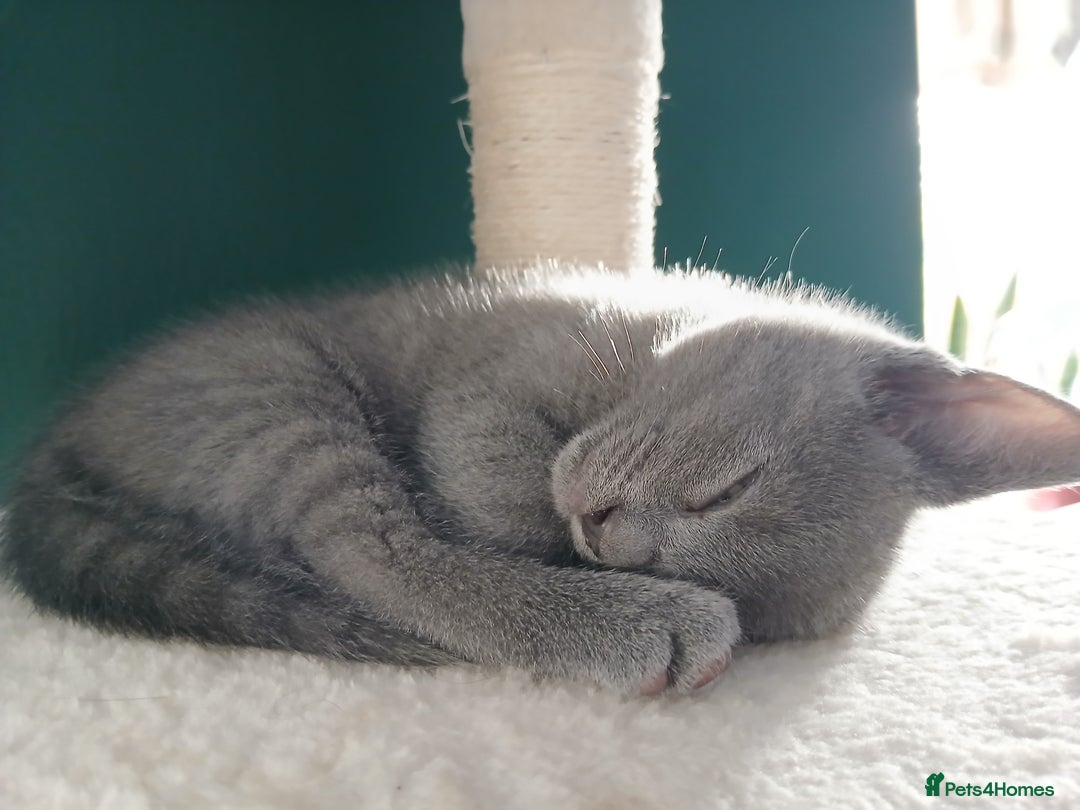Mixed Breed cats for sale: Kittens  - Image 14