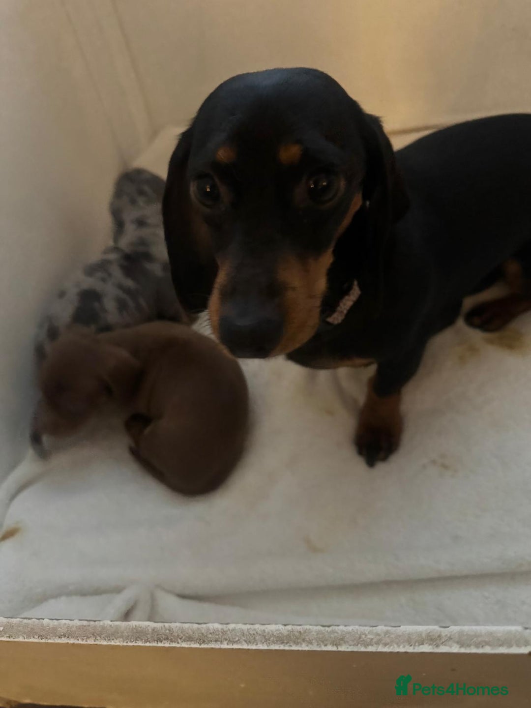 Dachshund dogs for sale: Dachshund Puppies  - Advert 7