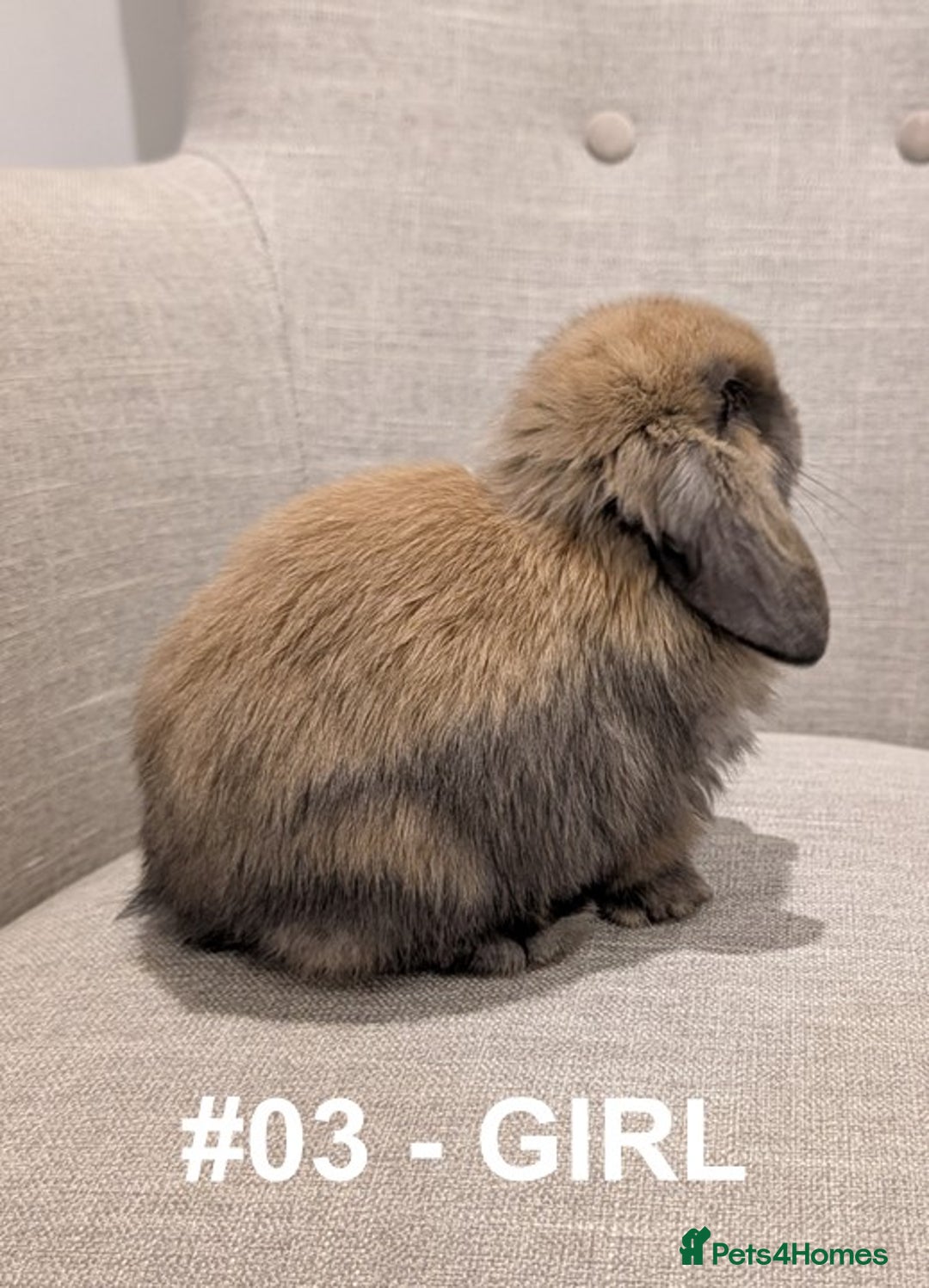 Mini Lop rabbits for sale: Exceptional Mini-Lops. Collect from: 15th January - Advert 11