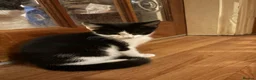 Mixed Breed cats for sale: Beautiful Kittens - Advert 6