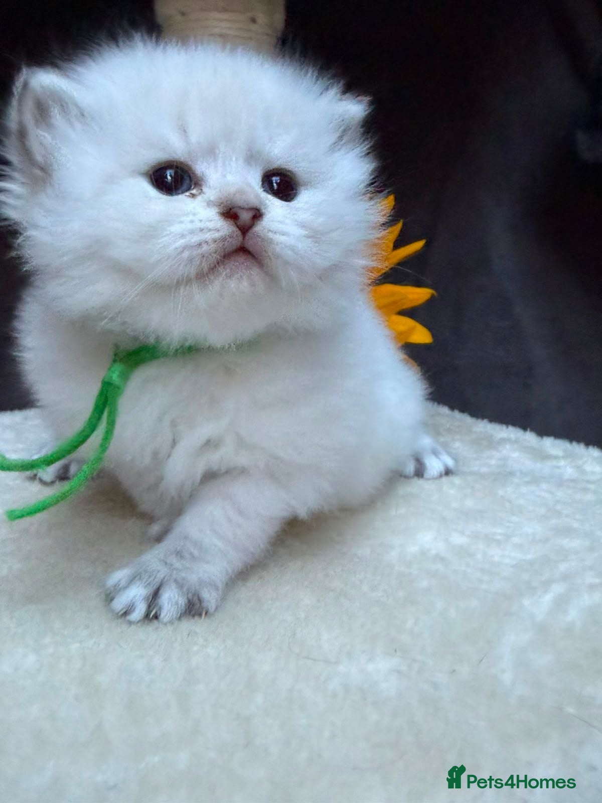 British Longhair cats TIKA -Beautiful British kittens female long hair  - Advert 13
