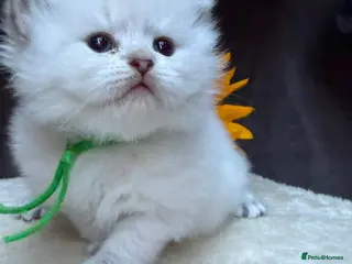 British Longhair cats TIKA -Beautiful British kittens female long hair - Advert 13