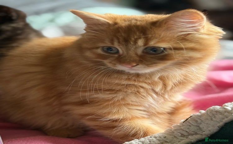 Mixed Breed cats - Advert 14