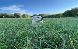 Golden Retriever dogs for sale: 5 month old puppy - Image 4