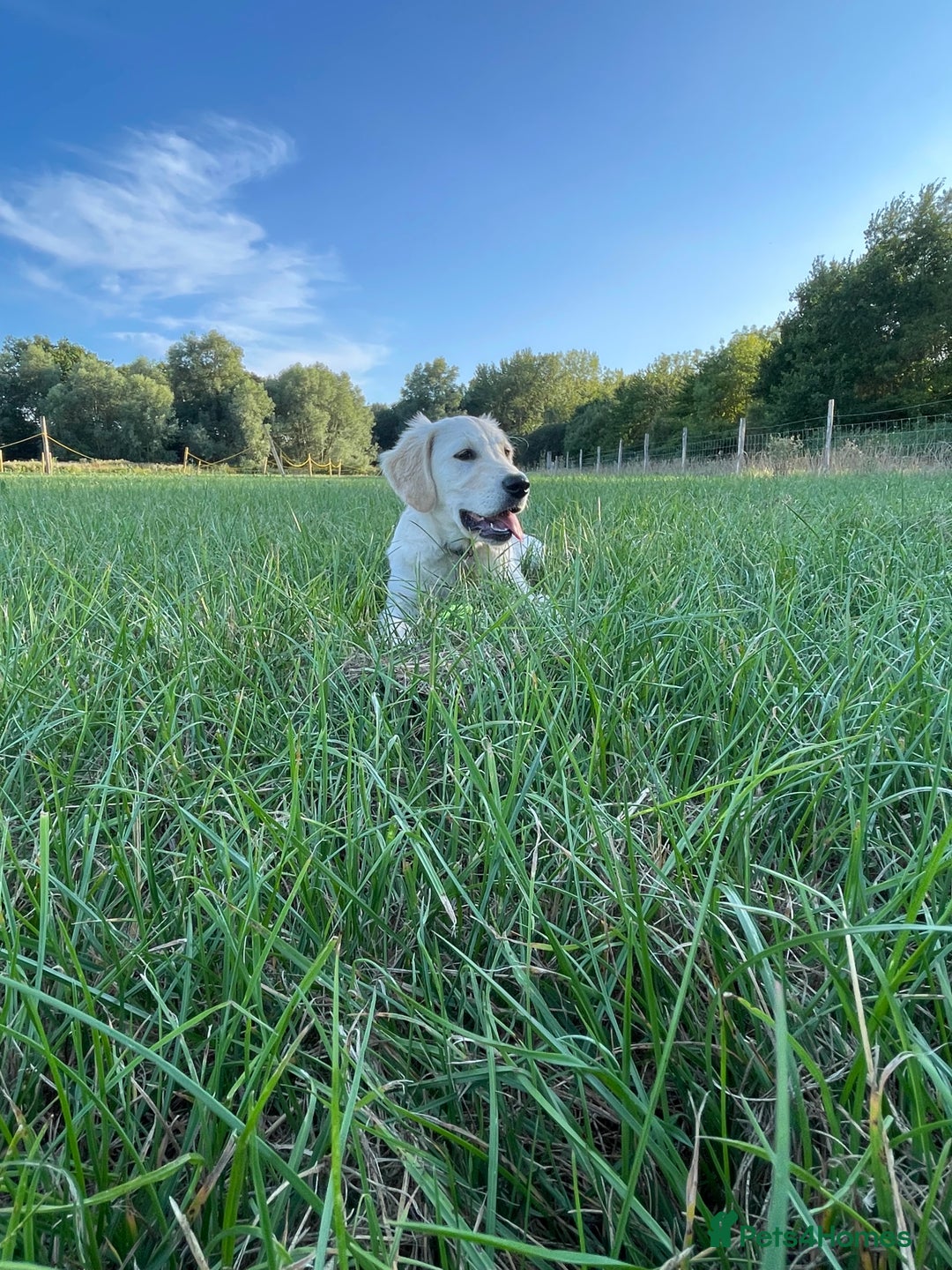 Golden Retriever dogs for sale: 5 month old puppy - Image 4