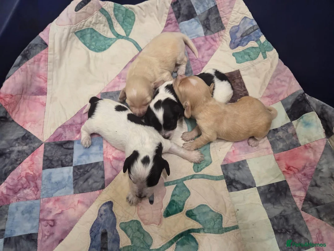 Cockapoo dogs for sale: Stunning F1 Cockapoo Puppies  - Advert 2