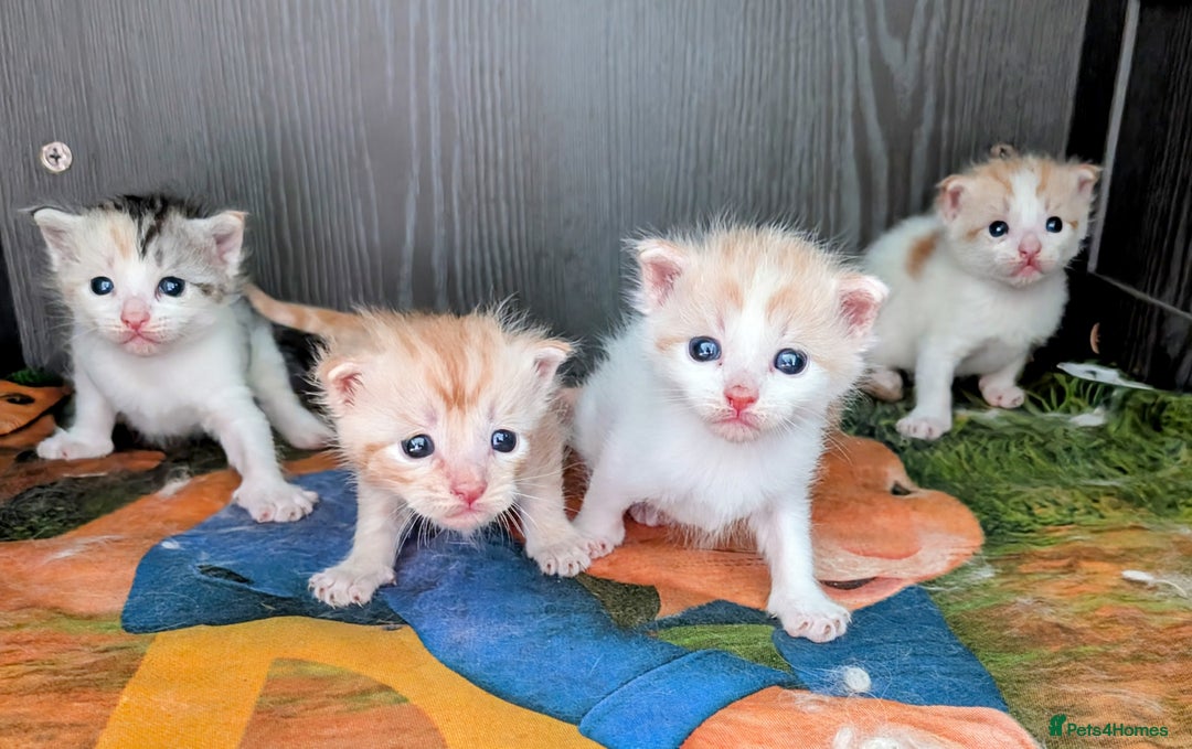 Maine Coon cats for sale: Maine coon  - Image 2