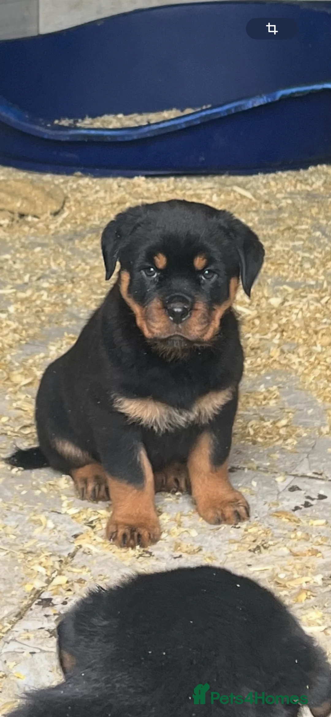 Rottweiler dogs for sale: Top German Rottweiler in Dudley - Advert 12
