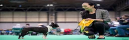Boston Terrier dogs for sale: Exceptional puppies. Extensively tested parents.   - Advert 10
