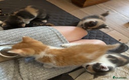 British Shorthair cats for sale: Beautiful loving kittens  - Image 11