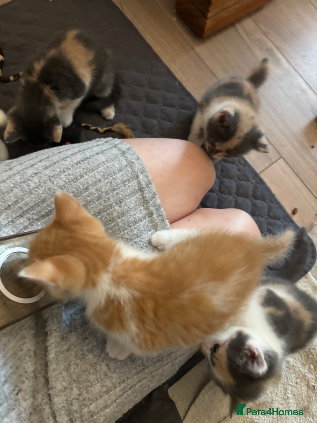 British Shorthair cats for sale: Beautiful loving kittens  - Image 11
