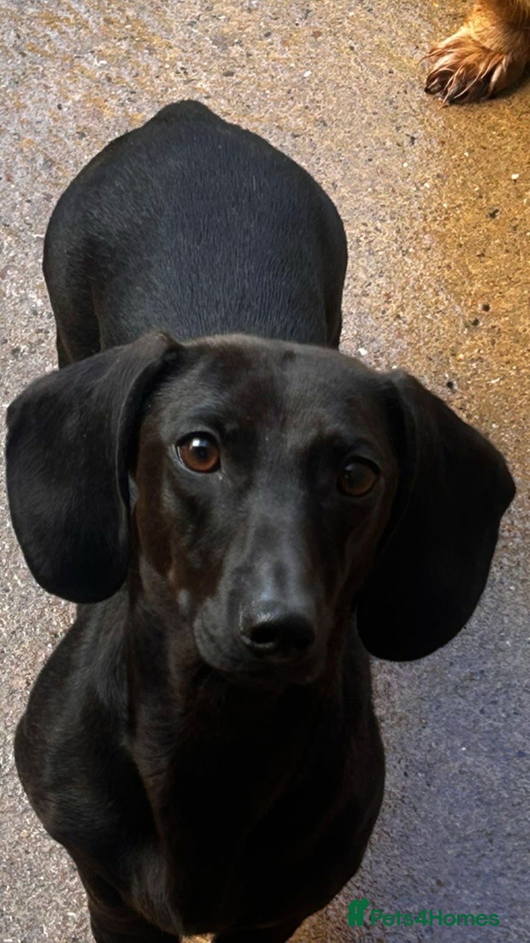 Dachshund dogs for sale: Miniature Dachshund Puppies  - Image 24