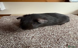 Guinea Pig rodents for sale: Self Chocolate Boars - Advert 8