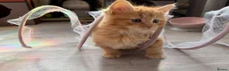 Mixed Breed cats for sale: Beautiful mixed-breed kittens! - Advert 40