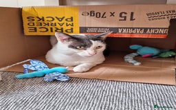 Mixed Breed cats for sale: Could you Adopt John Snowy? - Image 3