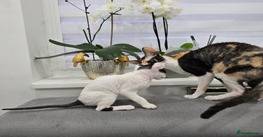 Cornish Rex cats Cornish Rex - Advert 11