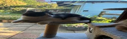 Mixed Breed cats for sale: Stunning playful healthy cuddly 5 kittens  - Advert 1
