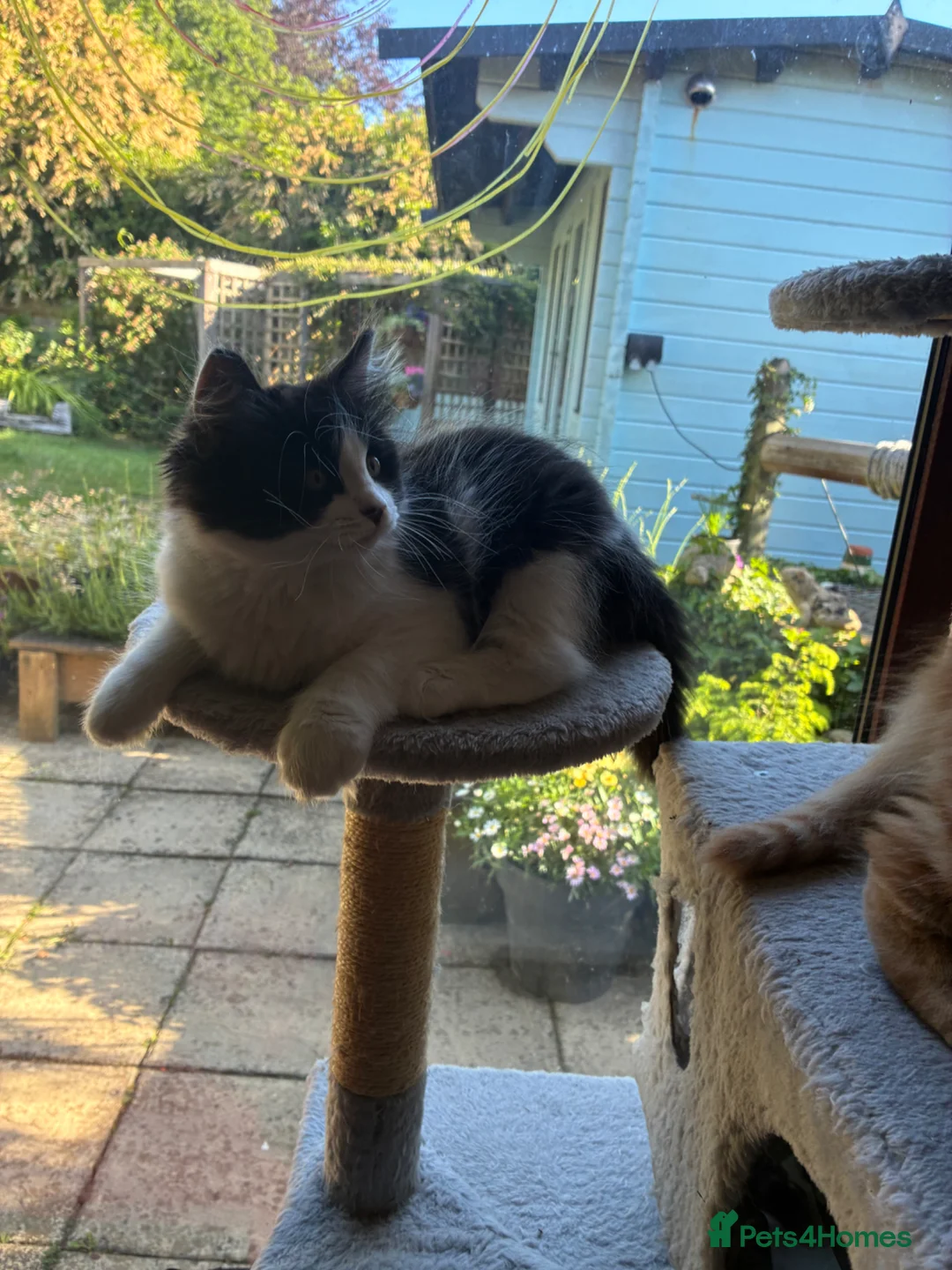 Mixed Breed cats for sale: Stunning playful healthy cuddly 5 kittens  - Advert 1