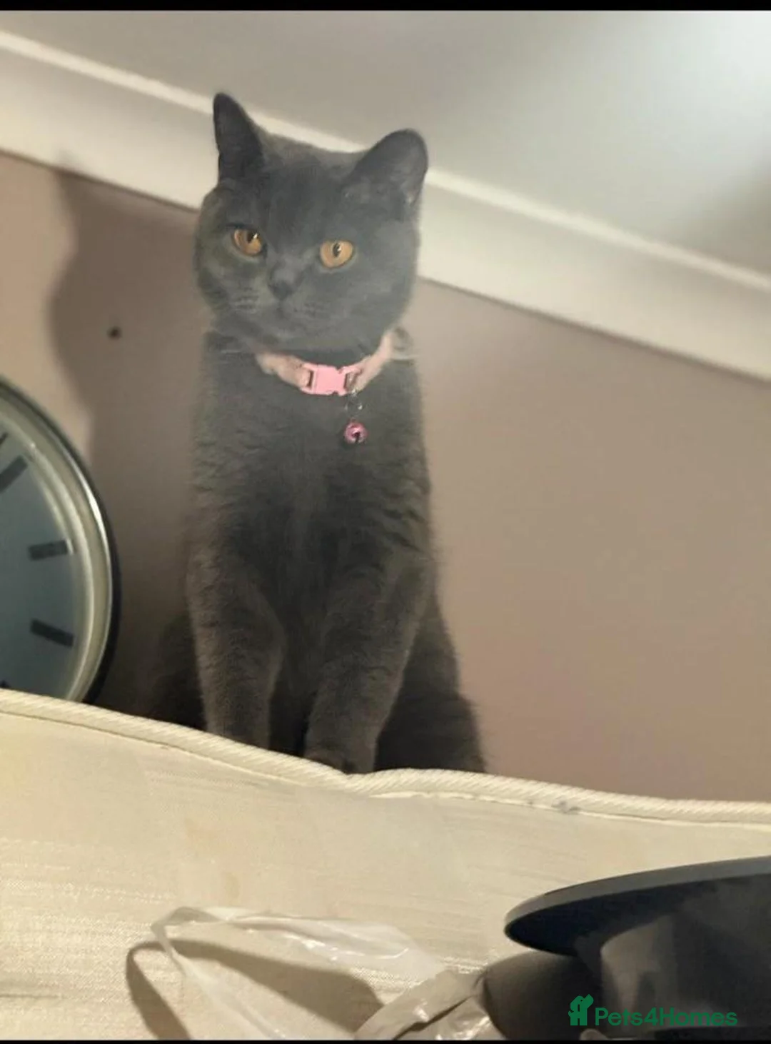 British Shorthair cats for sale: British Shorthair  - Advert 1