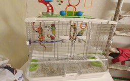 Budgerigars birds for sale: 3 budgies with med Vision cage - Image 2
