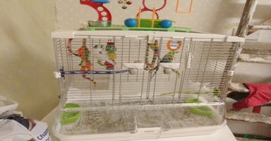 Budgerigars birds - Advert 8