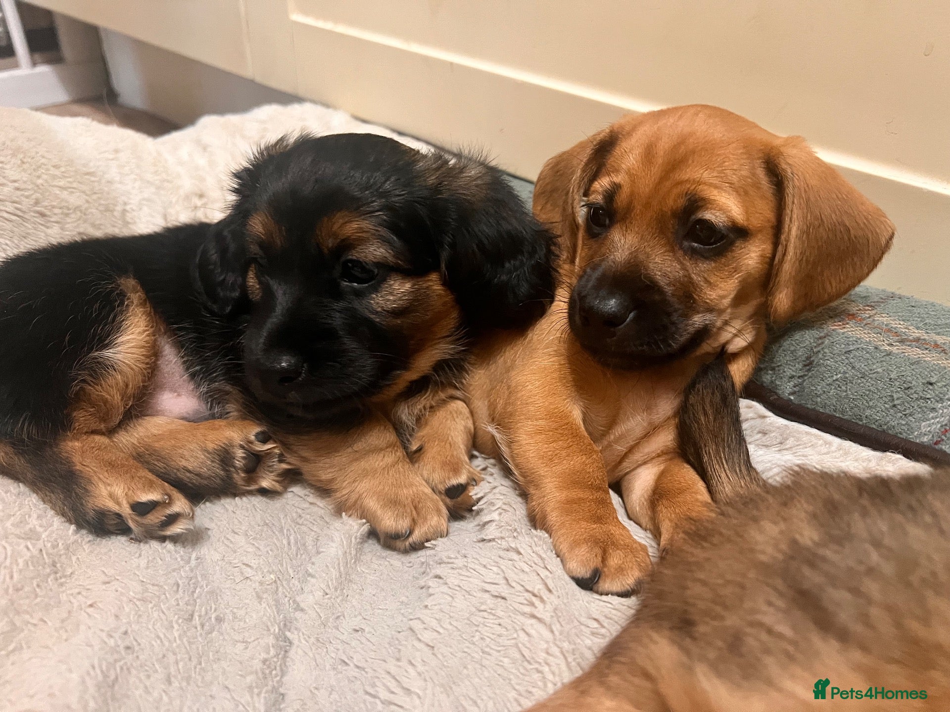 Mixed Breed dogs Miniature Daschund x 1/8th Border Terrier Puppies - Advert 1