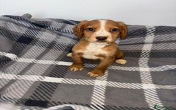 Cocker Spaniel dogs for sale: Adorable Cocker Spaniel  - Image 6
