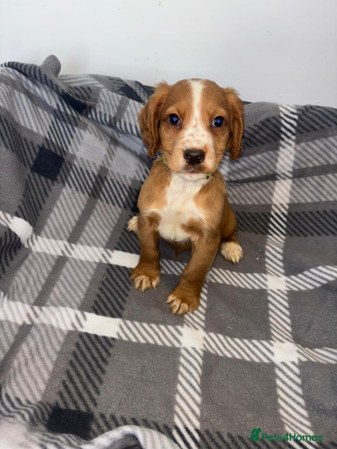 Cocker Spaniel dogs for sale: Adorable Cocker Spaniel  - Image 6