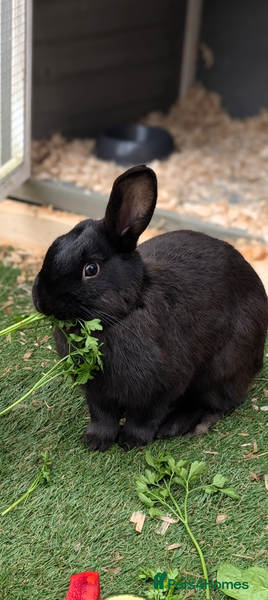 Mixed Breed rabbits Beautiful male rabbit looking for a forever home🤍 - Advert 3