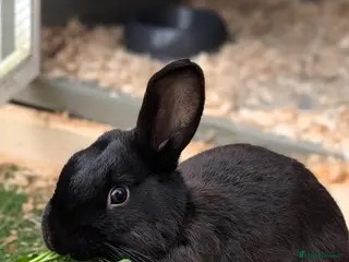 Mixed Breed rabbits Beautiful male rabbit looking for a forever home🤍 - Advert 2