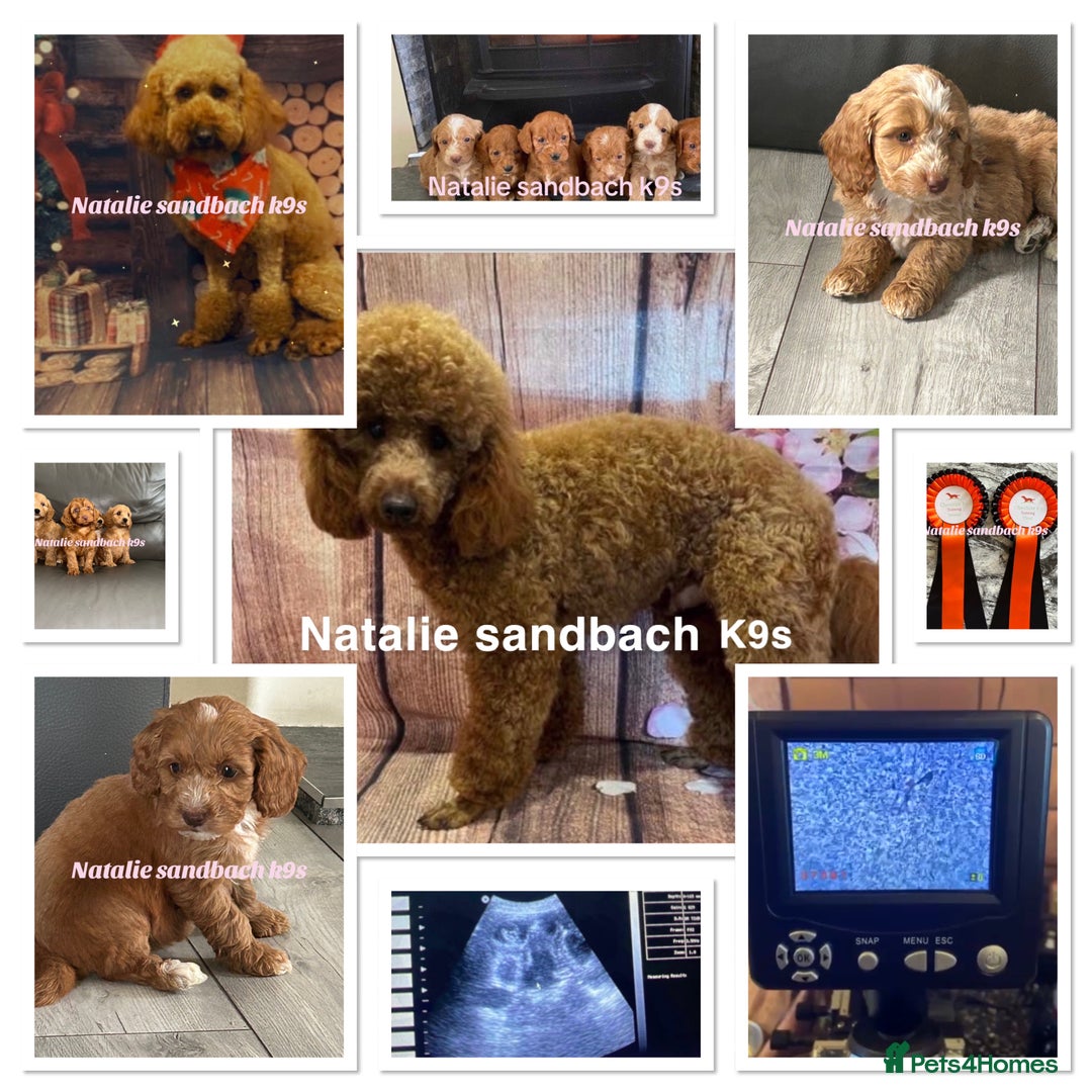 Miniature Poodle dogs for stud: Miniature poodle stud in Sandbach - Advert 10